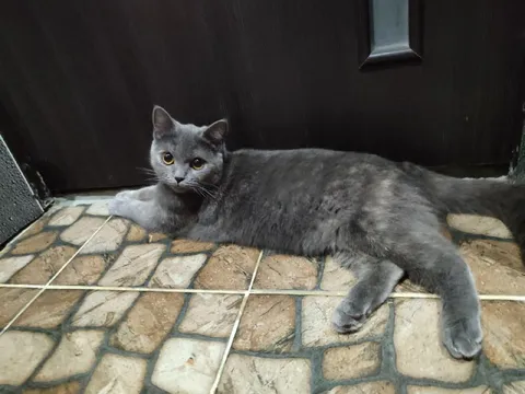 Кот лежит у двери
