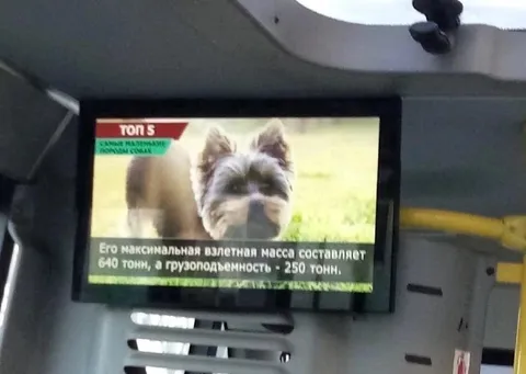 Йоркширский терьер весом 640 тонн