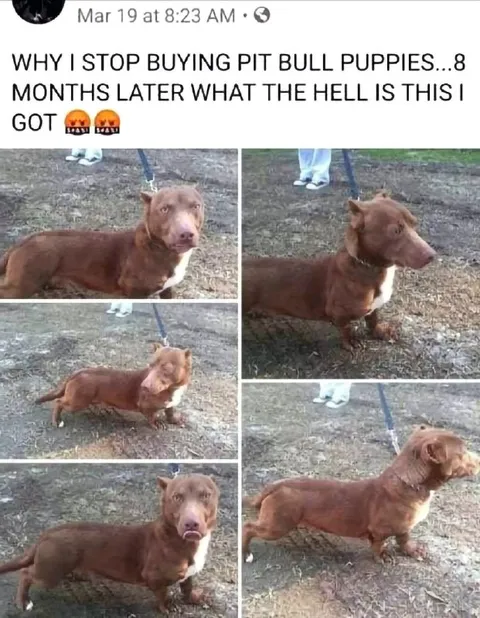 Pit Bull Puppy Eight Months Later