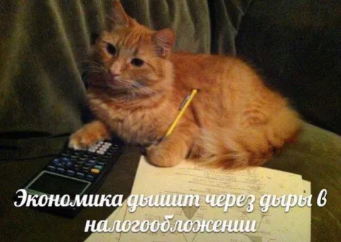 Кот заполняет налоговую декларацию