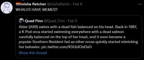 Whales Have Memes