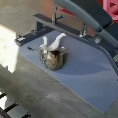 Кот тренируется на скамье