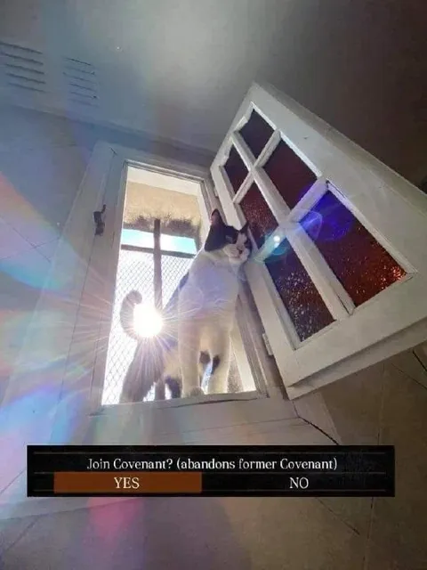 Cat Joins a New Covenant