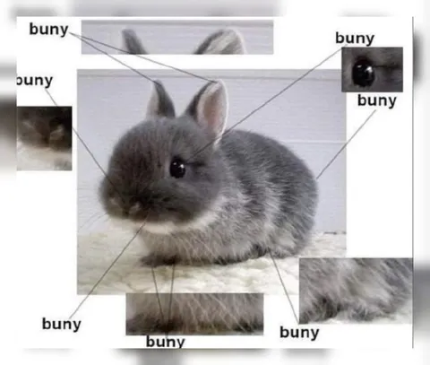 Buny Rabbit Anatomy