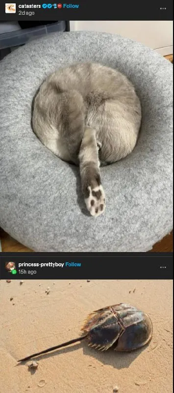 Кот и мечехвост