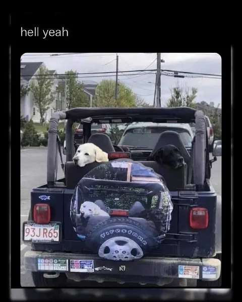 Dogs Riding in a Jeep