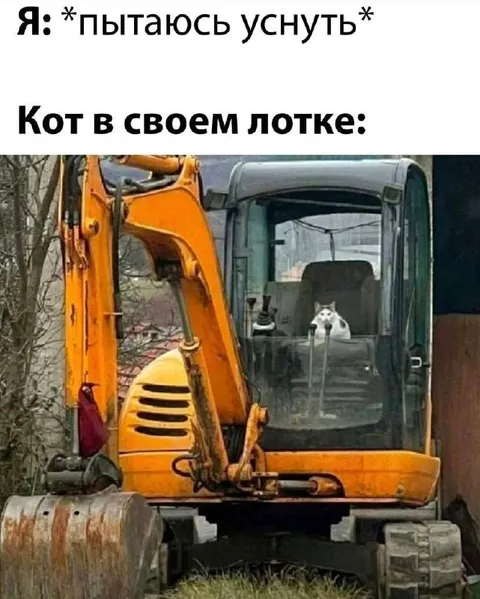 Кот в своём лотке