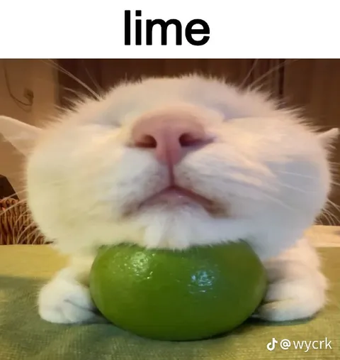 Cat Resting on a Lime