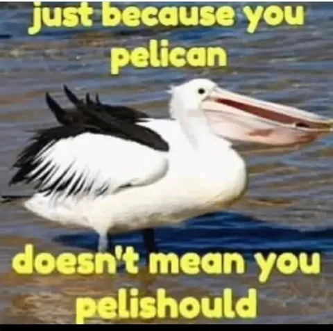Pelican Haircut Pun
