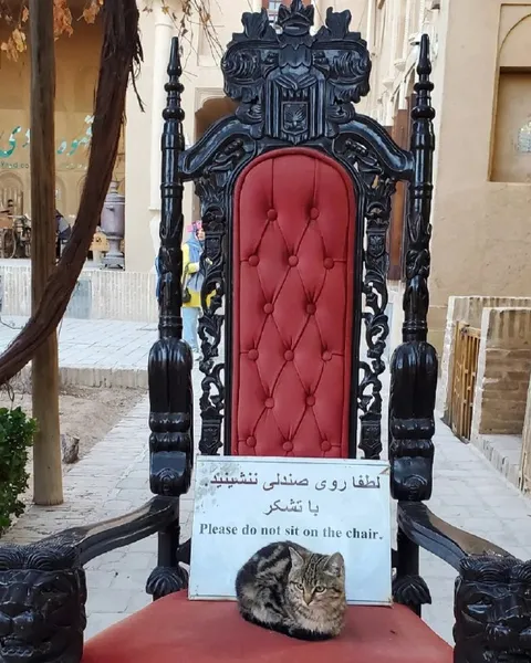 Кот на троне