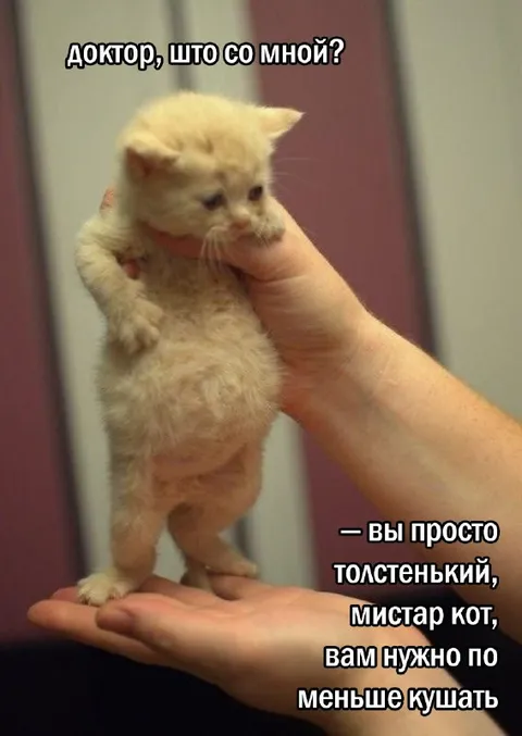 Мистер Кот у доктора