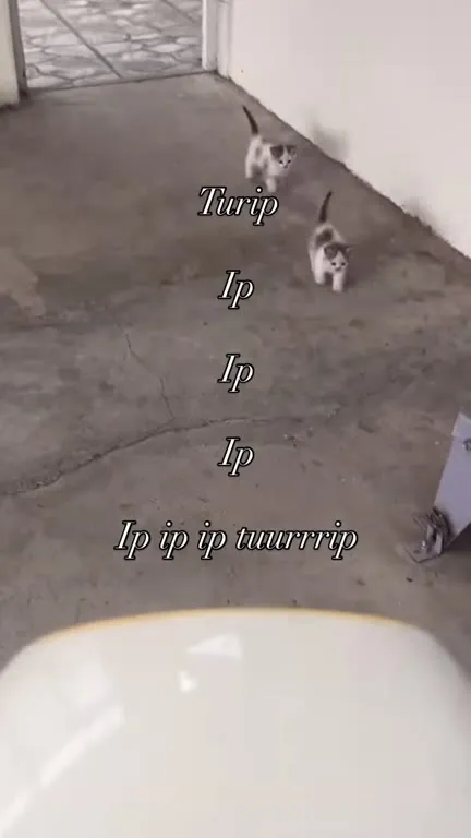 Turip Ip Ip Ip Kittens