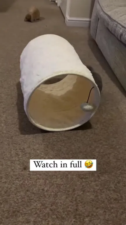 Rabbit Rides Rolling Tunnel