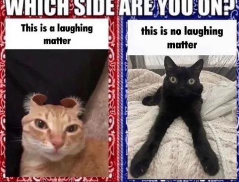 Which Side Are You On Cats