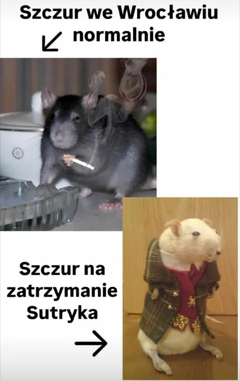 Szczur na zatrzymanie Sutryka