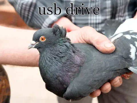 USB Drive Pigeon