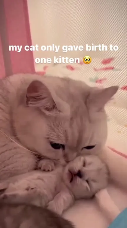 Cat With Her Only Kitten