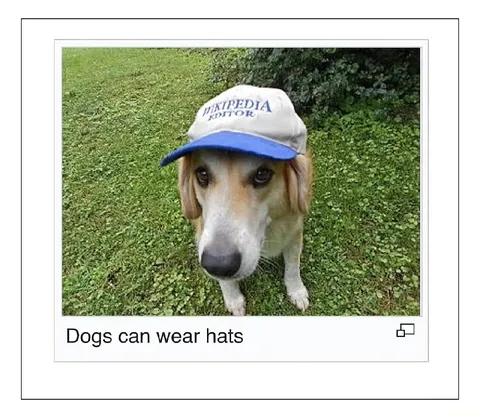 Dogs Can Wear Hats