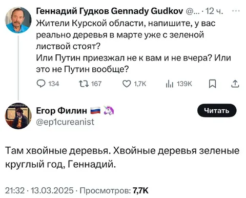 Хвойные деревья зелёные круглый год