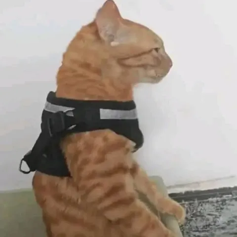 Кот в шлейке на страже