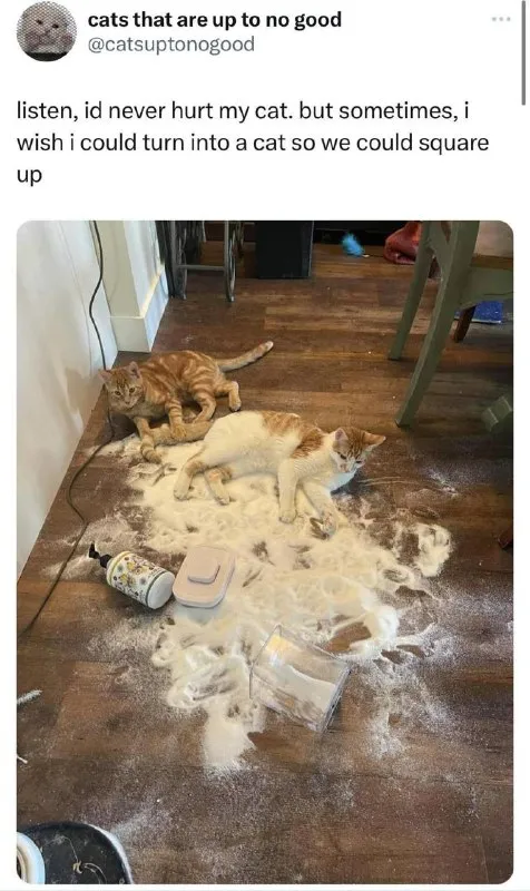Cats Up to No Good