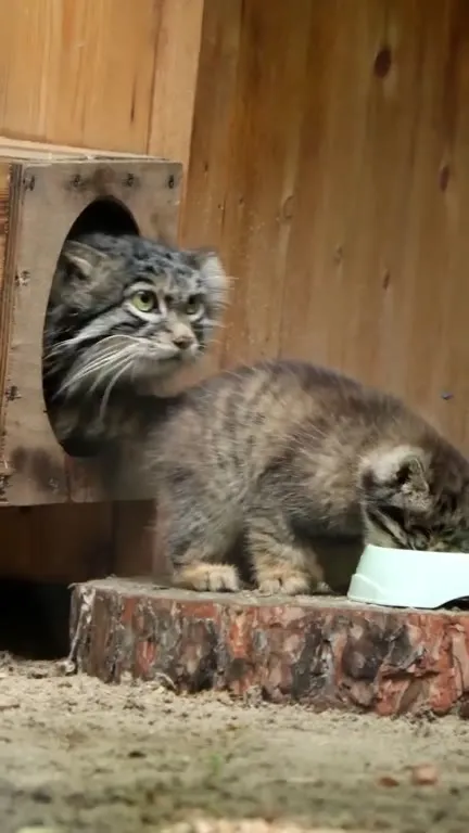 Котята не поделили миску