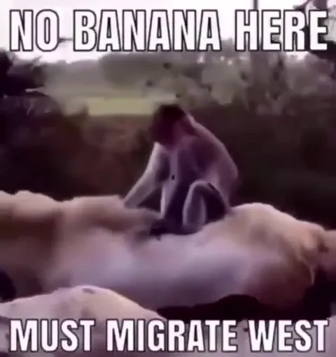 Goats Migrating West for Bananas