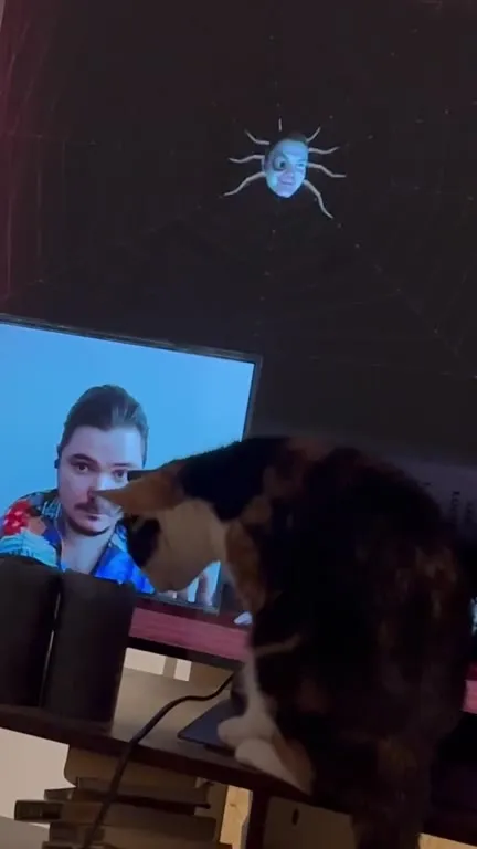 Cat Watches the Spider Screen