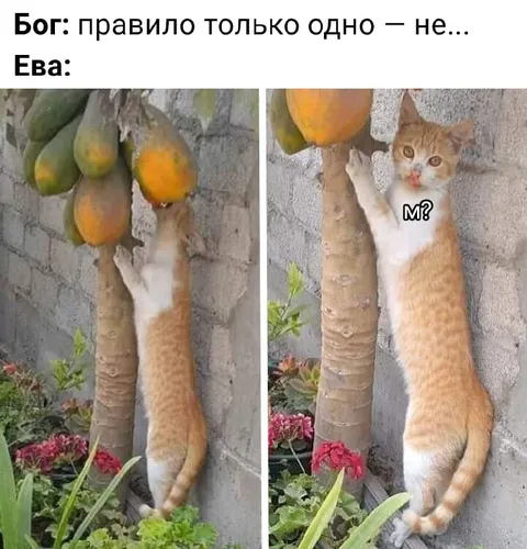 Бог и Ева: одно правило