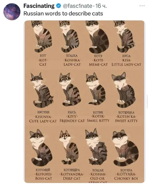 Russian Words for Cats