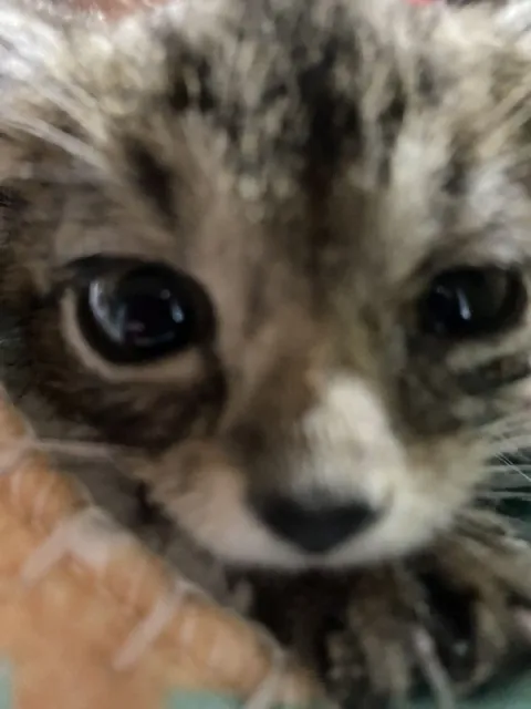 Милый котёнок крупным планом
