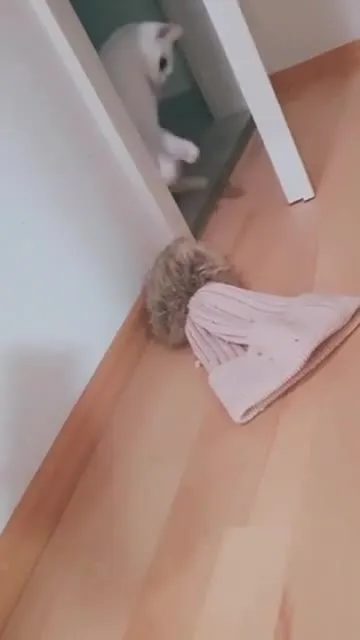 Кот крадётся к шапке