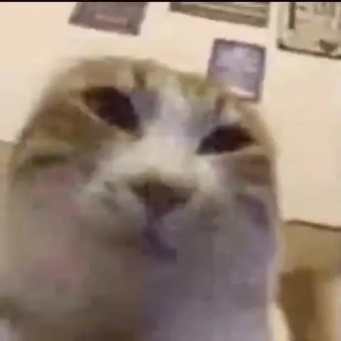 Кот пристально смотрит