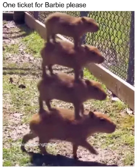 Rats Get One Barbie Ticket