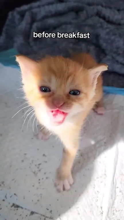 Kitten Before and After Breakfast