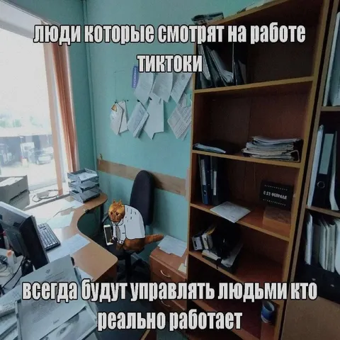 Кот смотрит тиктоки на работе