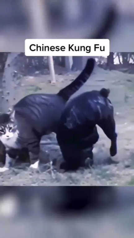 Cats Practicing Chinese Kung Fu
