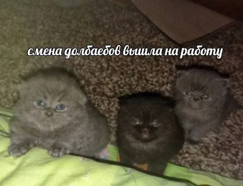 Смена долбaeбов вышла на работу