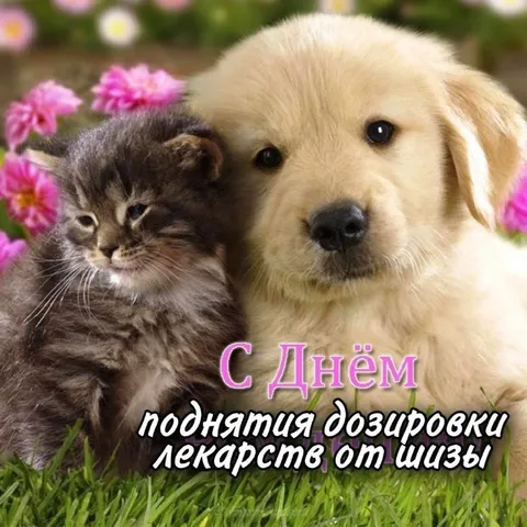 С Днём поднятия дозировки