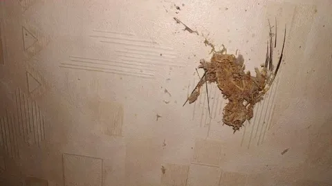 Таракан на потолке