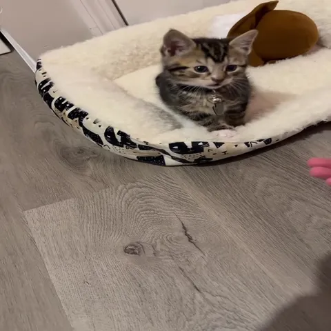 Котёнок не хочет здороваться