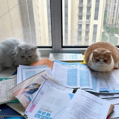 Коты готовятся к экзамену