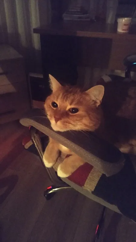 Кот пристёгнут к креслу