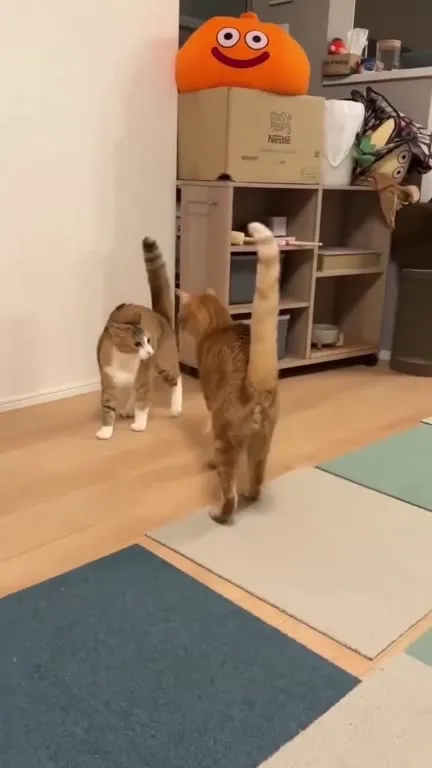 Кот внезапно начинает танцевать