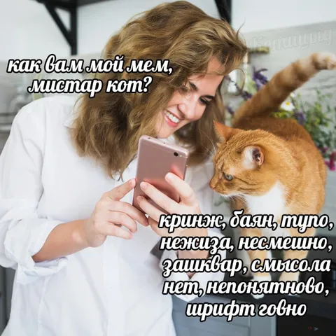 Как вам мой мем, мистар кот?