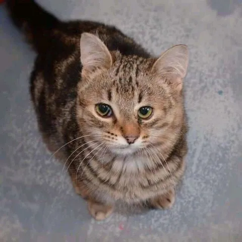 Котик смотрит снизу вверх
