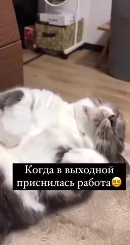 Когда приснилась работа