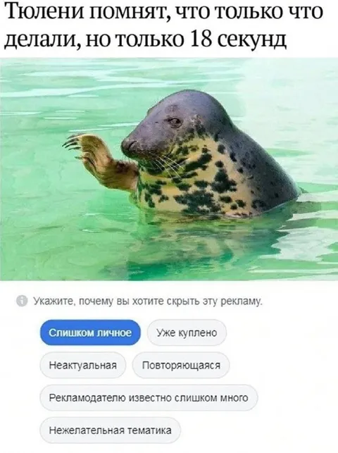 Тюлени помнят только 18 секунд