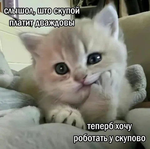 Кот хочет работать у скупого