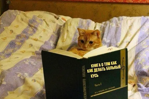 Кот читает про большой кусь